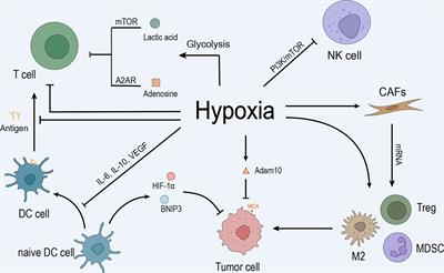 Role of hypoxia in the tumor microenvironment and targeted therapy